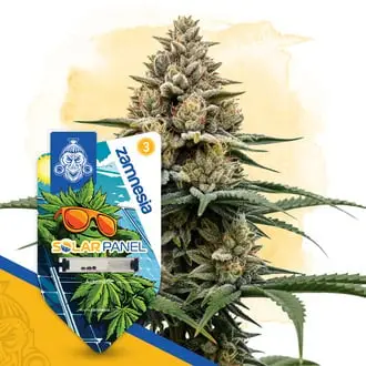 Auto Solar Panel cannabis seeds by Zamnesia Seeds