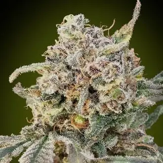 Auto Somango Glue cannabis seeds