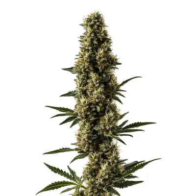 Auto Somango x Sweet cannabis seeds