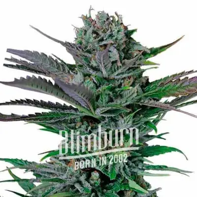 Auto Somango cannabis seeds by Blimburn Seeds