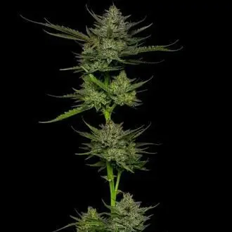 Auto Sour Apple cannabis seeds