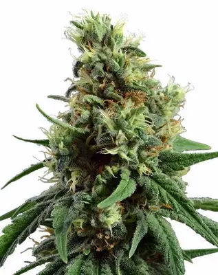 Auto Sour Diesel cannabis seeds