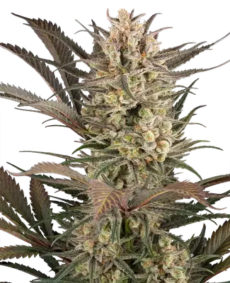 Auto Sour Jam cannabis seeds