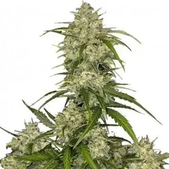 Auto Sour Jealousy cannabis seeds by Fastbuds