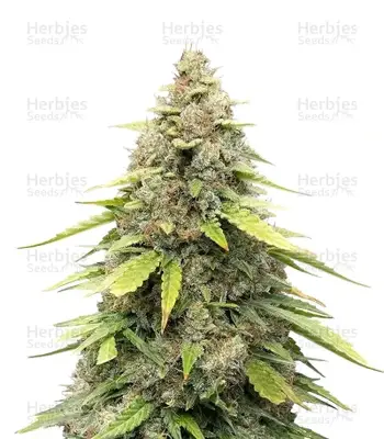 Auto Sour Kush cannabis seeds