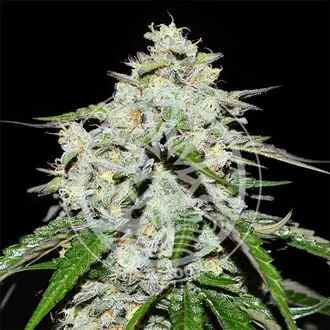 Auto Space Cookies cannabis seeds