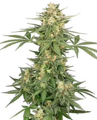 Auto Space Tunnels cannabis seeds