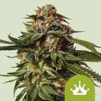 Auto Special Queen 1 cannabis seeds