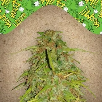 Auto Speed Bud cannabis seeds by Female Seeds