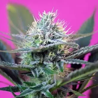 Auto + Speed cannabis seeds by Sweet Seeds
