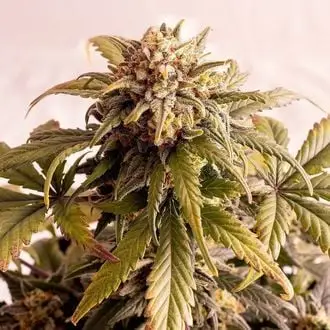 Auto Speedy Boom cannabis seeds