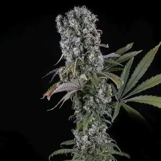 Auto Spliff Cheese cannabis seeds