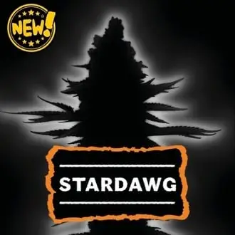 Auto Stardawg cannabis seeds by Seedstockers