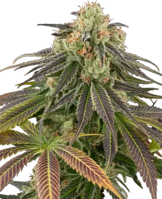 Auto Stardust Kush cannabis seeds