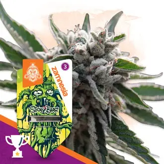 Auto Sticky Beast cannabis seeds