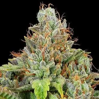 Auto Sticky Boof cannabis seeds