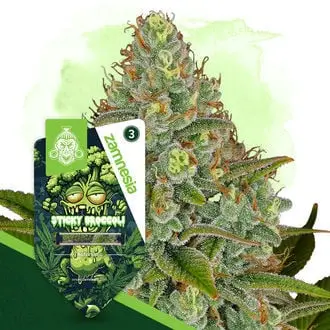 Auto Sticky Broccoli cannabis seeds
