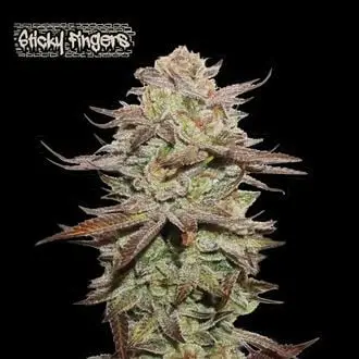 Auto Sticky Fingers cannabis seeds