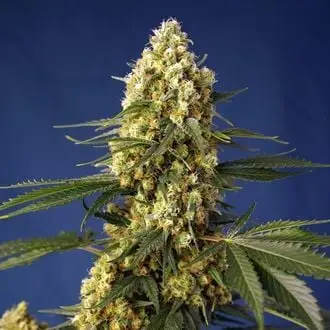 Auto Strawberry Banana Gelato XL cannabis seeds