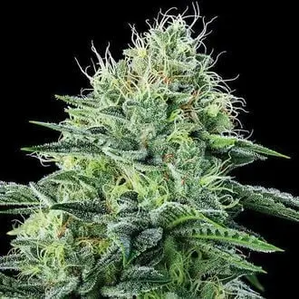 Auto Strawberry Banana cannabis seeds