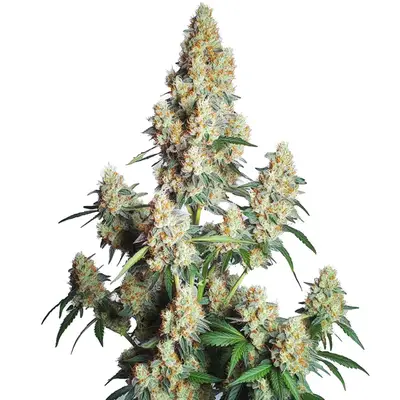 Auto Strawberry Cheese cannabis seeds