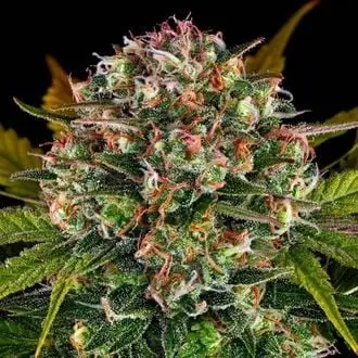 Auto Strawberry Cheesecake cannabis seeds by Barney's Farm