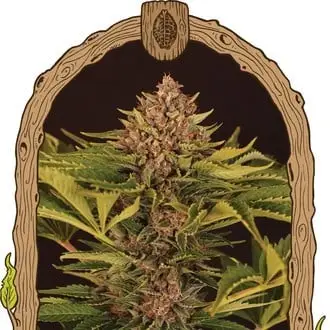 Auto Strawberry Cola cannabis seeds by Exotic Seed
