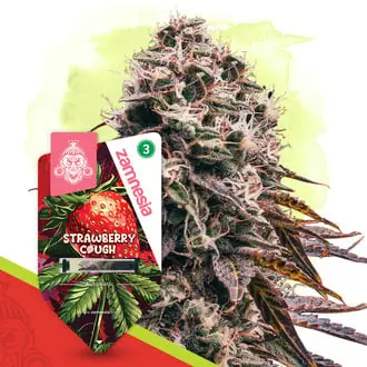 Auto Strawberry Cough cannabis seeds by Zamnesia Seeds