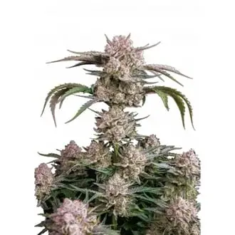 Auto Strawberry Gorilla Auto RF3 cannabis seeds