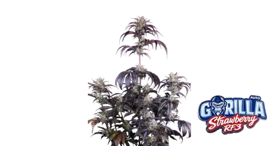 Auto Strawberry Gorilla RF3 cannabis seeds