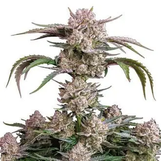 Auto Strawberry Gorilla cannabis seeds by Fastbuds