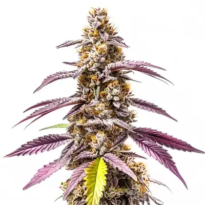 Auto Strawberry Haze Auto F1 cannabis seeds