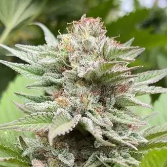 Auto Strawberry Haze cannabis seeds by Kannabia