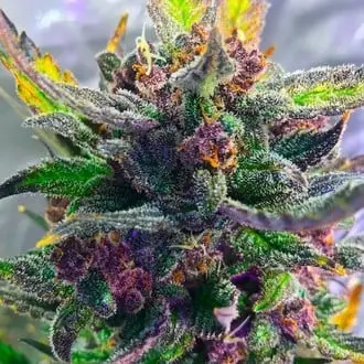 Auto Strawberry Milkshake cannabis seeds by BSB Genetics