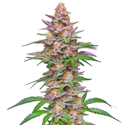 Auto Strawberry Pie cannabis seeds by Blimburn Seeds