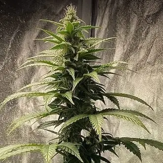 Auto Strawberry Shortcake cannabis seeds by Pure Instinto