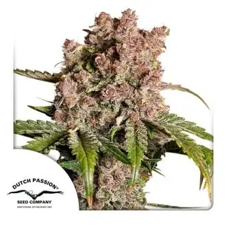Auto Strawberry Soda cannabis seeds by Dutch Passion
