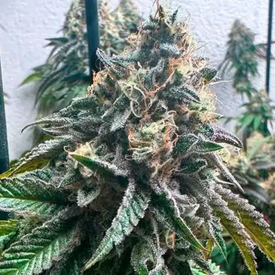 Auto Strawbilbo Banana cannabis seeds