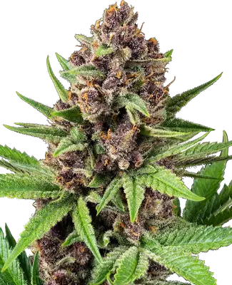Auto StrawZ cannabis seeds