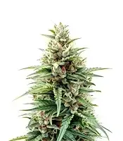 Auto Stress Killer Automatic CBD cannabis seeds
