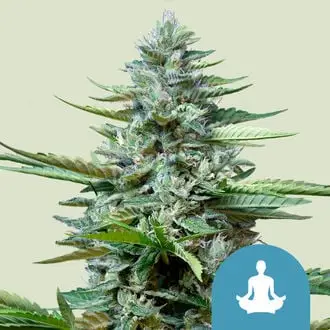 Auto Stress Killer cannabis seeds