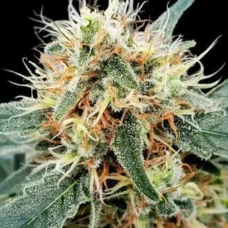 Auto Stromboli cannabis seeds by Paradise Seeds