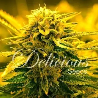 Auto Sugar Black Rose cannabis seeds by Delicious Seeds