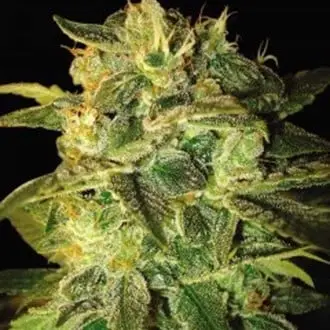 Auto Sugar Mango Ryder cannabis seeds