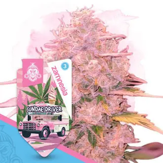 Auto Sundae Driver cannabis seeds by Zamnesia Seeds