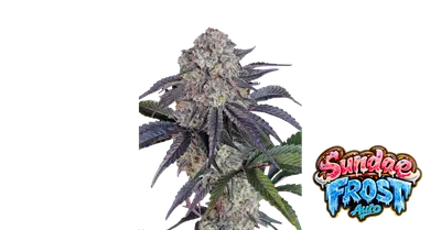 Auto Sundae Frost cannabis seeds