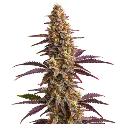 Auto Sunset Purple cannabis seeds by Blimburn Seeds