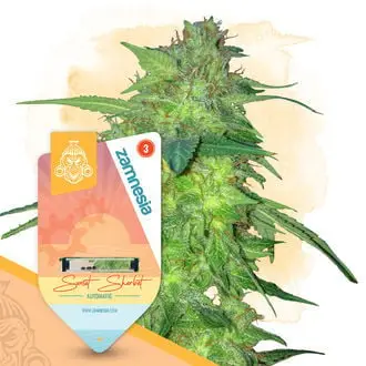 Auto Sunset Sherbet cannabis seeds by Zamnesia Seeds
