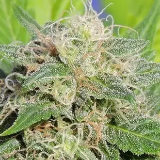 Auto Super Auto Lemon Haze cannabis seeds by Original Sensible Seeds