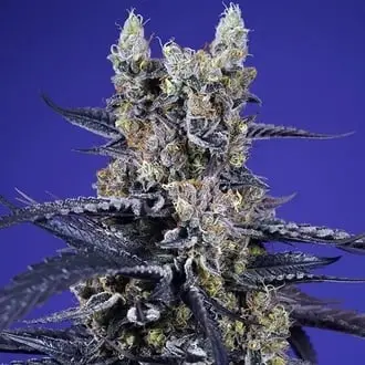 Auto Super Boof XL cannabis seeds